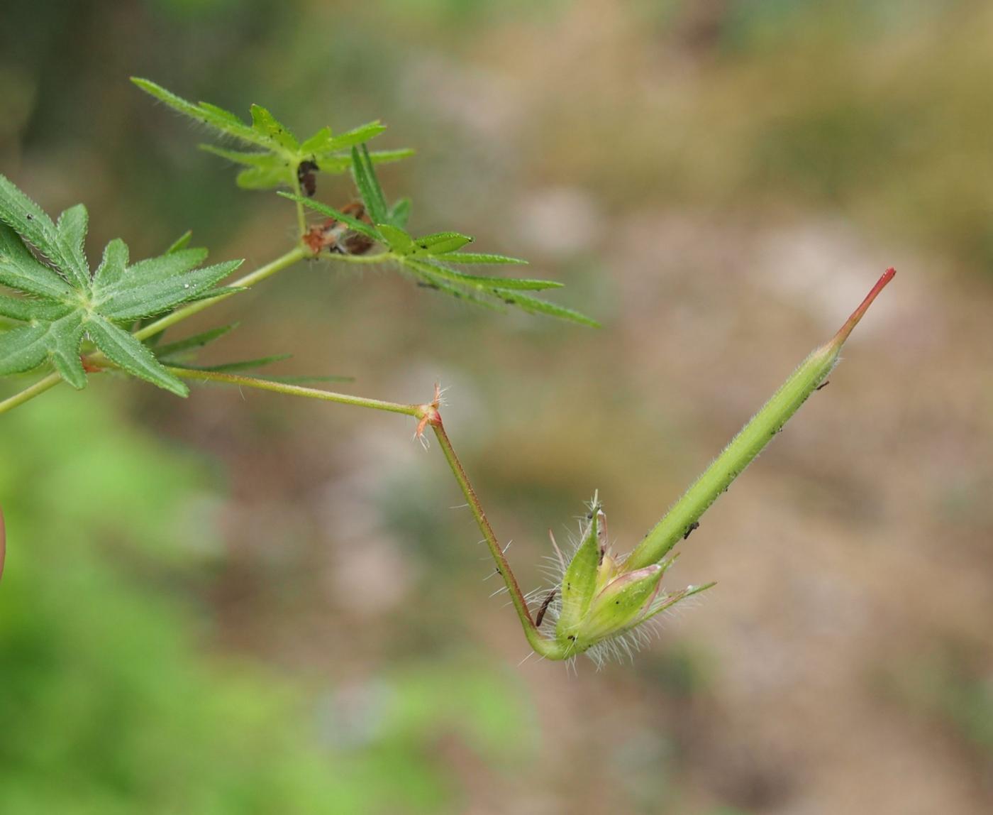 Cranesbill, Bloody fruit